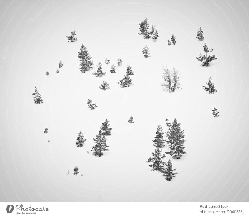 Coniferous trees on snowy terrain in winter coniferous evergreen cold season growth white landscape scenic frozen wintertime weather nature sunny sunlight