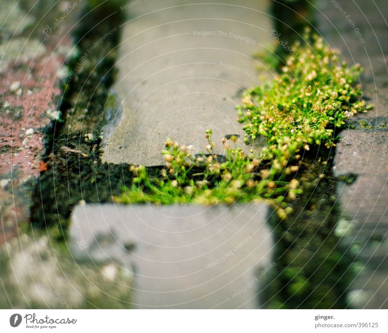 Cologne UT | Ehrenfeld II | Urban Greenery Environment Nature Plant Moss Manmade structures Wall (barrier) Wall (building) Red Gray Growth Conquer Distribute