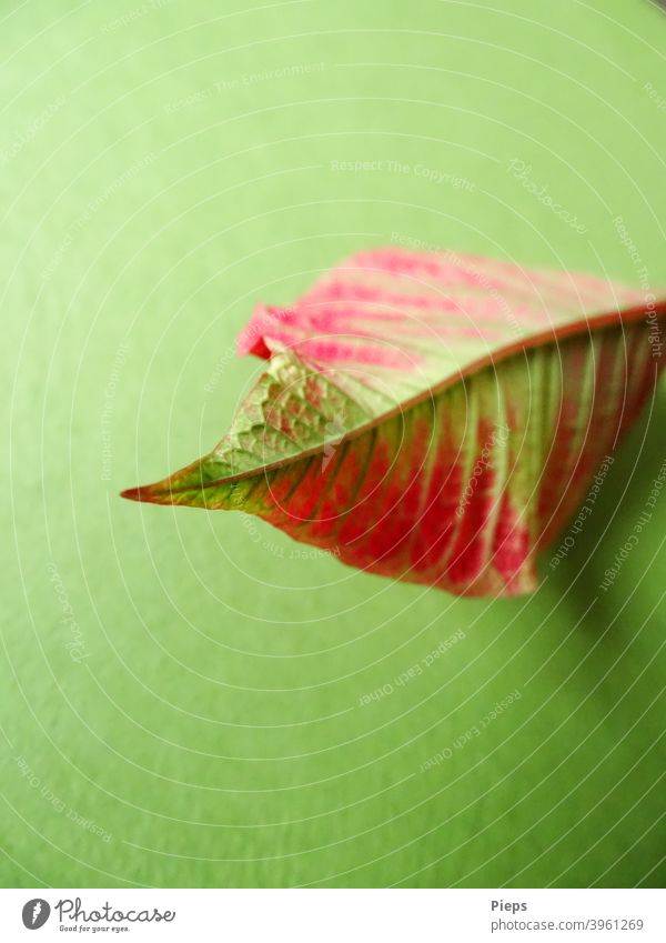 Red-green leaf from poinsettia (Poinsettia) leaf tip Rachis bottom Advent star Evergreen Plant Ornamental plant Two-tone ornamental lines Portrait format