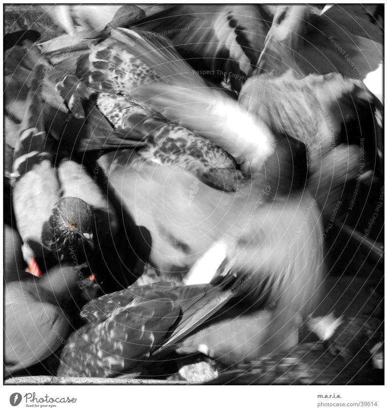 dove Pigeon Bird Animal Motion blur Muddled Chaos Fight Flying Movement