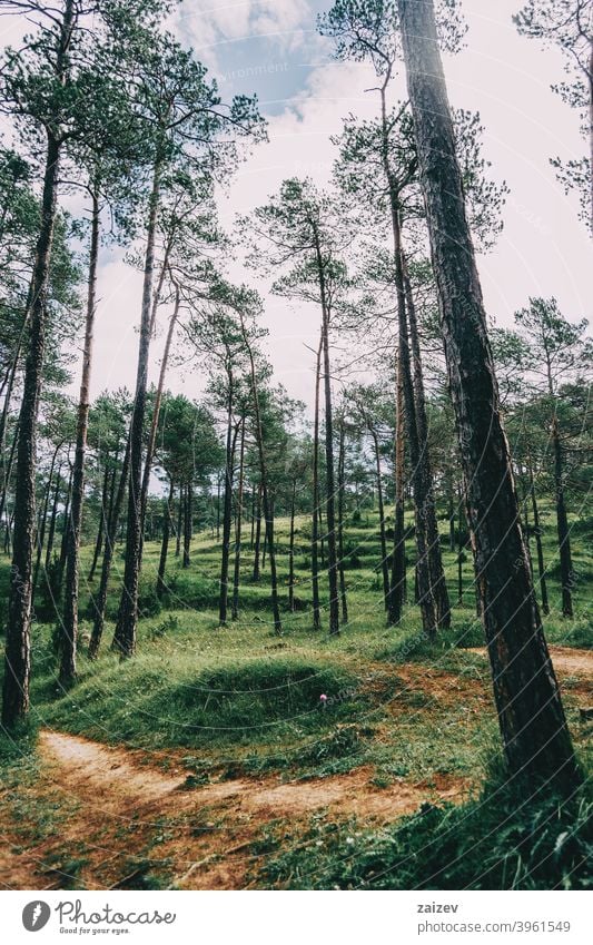 green landscape with many trees in catalonia, spain nature wood beauty blue bright cloud foliage road rock scenery scenic sky sunlight forest mountain outdoor