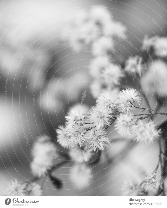 Plants in winter black / white Winter Cold Nature Ice Exterior shot Black & white photo Close-up Detail