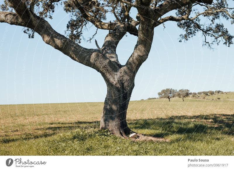 Cork oak tree isolated Oak tree Tree Isolated Autumn Environment Deserted Green Leaf Colour photo Exterior shot Plant Oak leaf Nature Autumnal colours