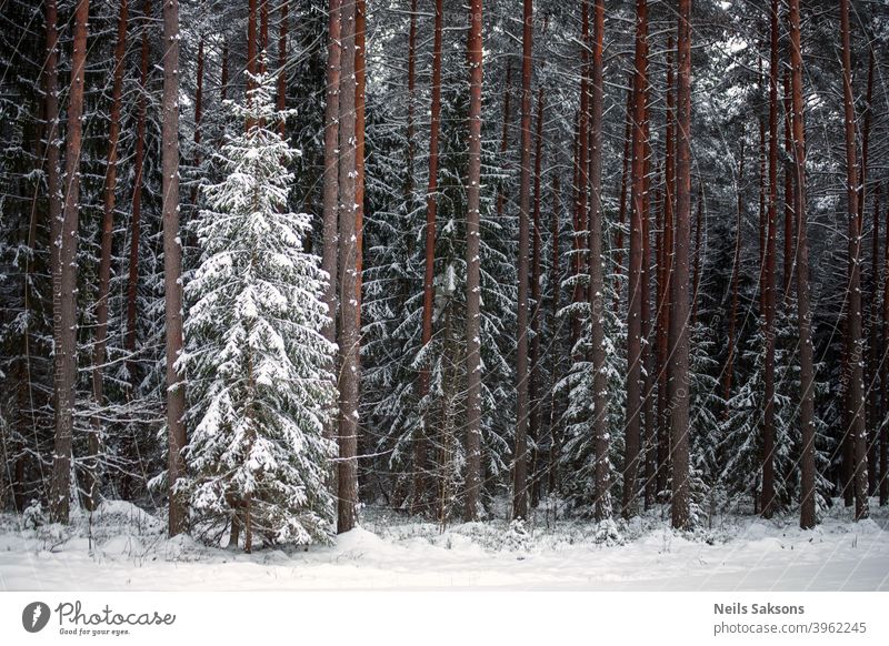 snowy fir tree in coniferous forest. Small one in front of big others. domination pine Forestry Coniferous trees Tree winter frost Latvia January Deep Winter