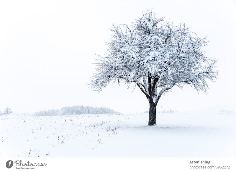 lonely tree in the snow Snow Winter Lonely Nature Landscape Plant White Sky Treetop Cold Exterior shot Frost Day Environment Weather bark winter landscape