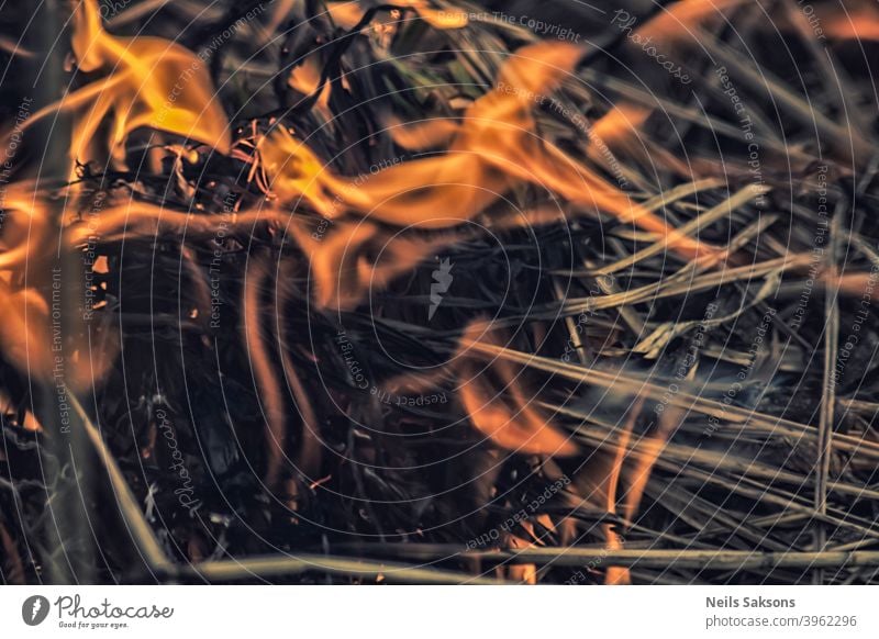 Bonfire of the dry grass in springtime Abstract ash backdrop background black bonfire bright brown burn burning bushfire close closeup concept danger dark