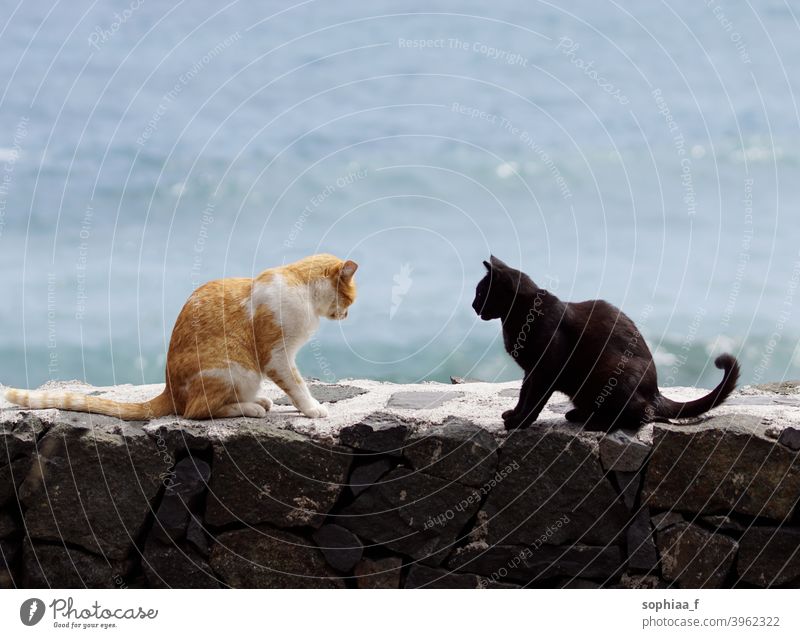 two cats sitting on wall, facing each other and arguing - cat meeting argument talking confrontation conversation interacting fight conflict disagree