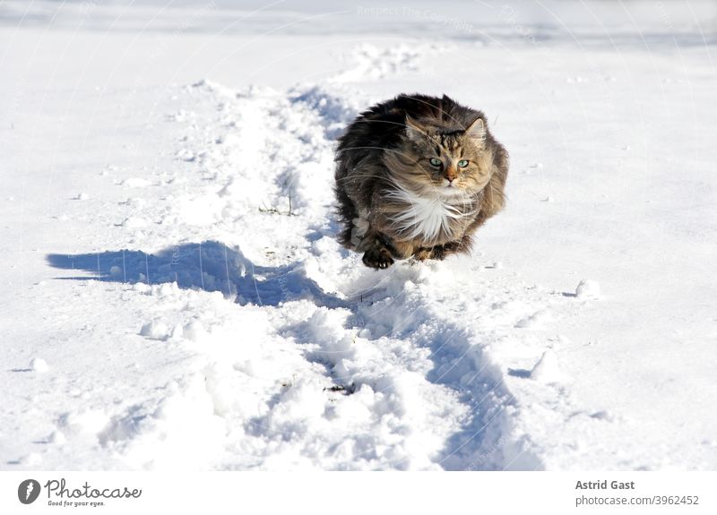 A female Norwegian Forest Cat running and jumping through the snow in winter Winter Snow Walking Going Running Playing active Movement hunting Hunting out