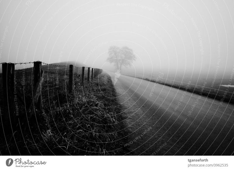 Ems dike in the fog Fog Misty atmosphere Exterior shot Landscape Dike Fence Lanes & trails Tree Day Bad weather Winter Gray Deserted Emsland district off Rural