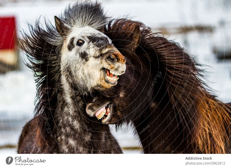 Funny horses cuddling in snowy pasture neigh winter cuddle animal funny together icelandic horse fluff graze season nature weather frost equine mammal cold