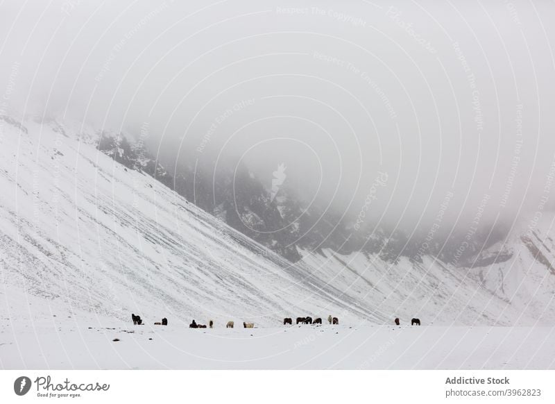 Horses grazing in snowy valley in mountains horse graze winter herd pasture animal wild meadow iceland nature landscape equine scenic cold weather scenery