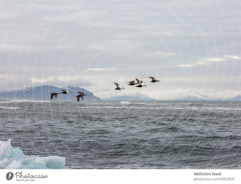 Flock of birds flying over sea in winter flock eider nature wild mountain habitat iceland common eider snow water breathtaking sky environment calm scenic avian