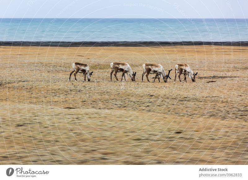 Reindeer pasturing in dry meadow near sea reindeer herd pasture together field eat graze grass iceland animal wild antler dried mammal peaceful nature scenic