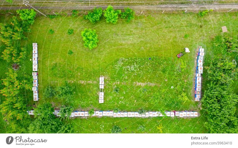 Aerial view of beekeeper as he mowing a lawn in his apiary with a petrol lawn mower Above Apiarist Apiary Apiculture Arranged Beehive Beekeeper Bees Cap Clipper