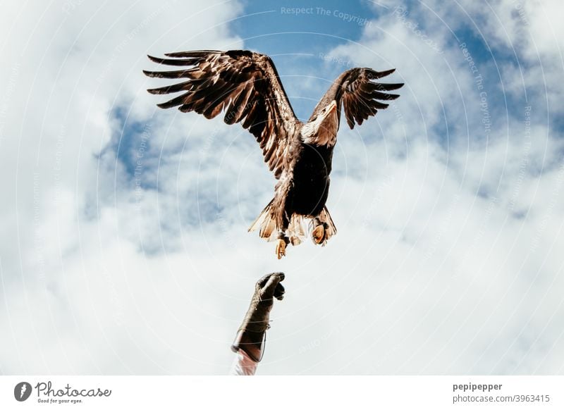 Bald eagle in flight from the hand of the falconer Bald Eagle Bird of prey Animal Beak Feather Exterior shot falconry Falconer falconer's glove Grand piano