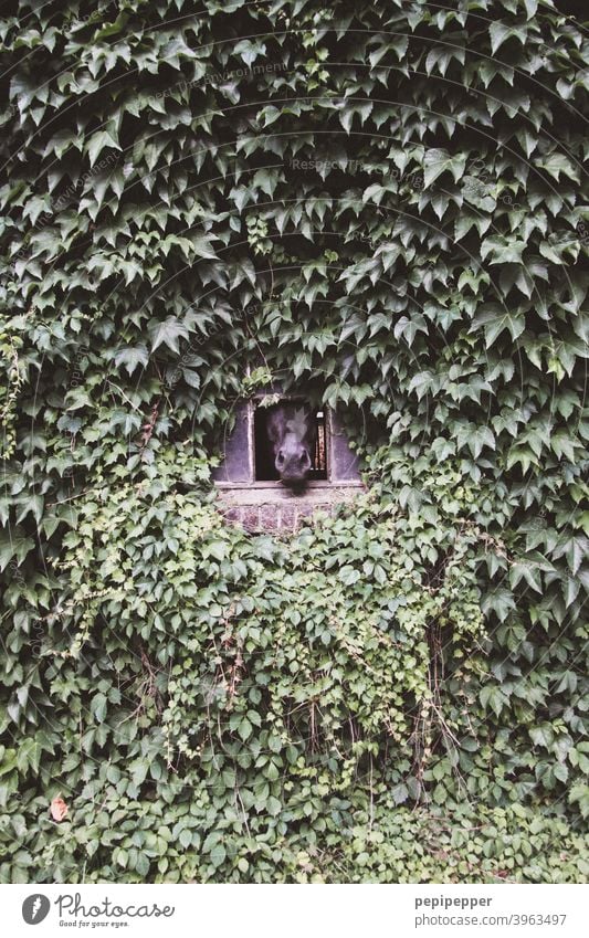 A house wall made of ivy with a small window out of which a horse's head is looking House (Residential Structure) Wall (building) house wall window Ivy ivy leaf