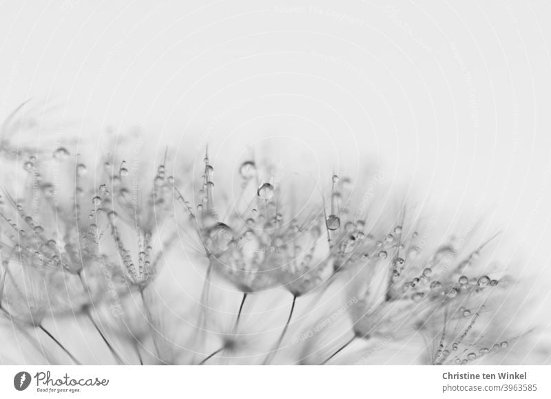 Macro of the umbrella of a dandelion wetted with glittering raindrops / dewdrops. Detail view. Dandelion taraxacum Plant Nature Macro (Extreme close-up)