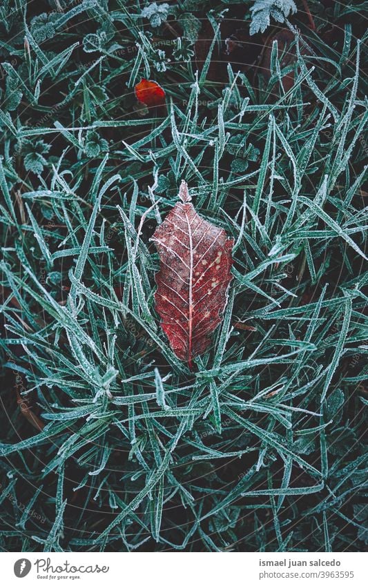 frozen brown dry leaf in winter season leaves frost frosty snow ice ground nature natural foliage abstract textured outdoors background fragility wintertime