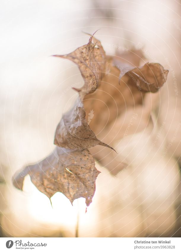 dead | Bizarre dry and curled up maple leaf in the backlight of the low sun Maple leaf Maple tree autumn leaf foliage Autumn Winter Transience transient