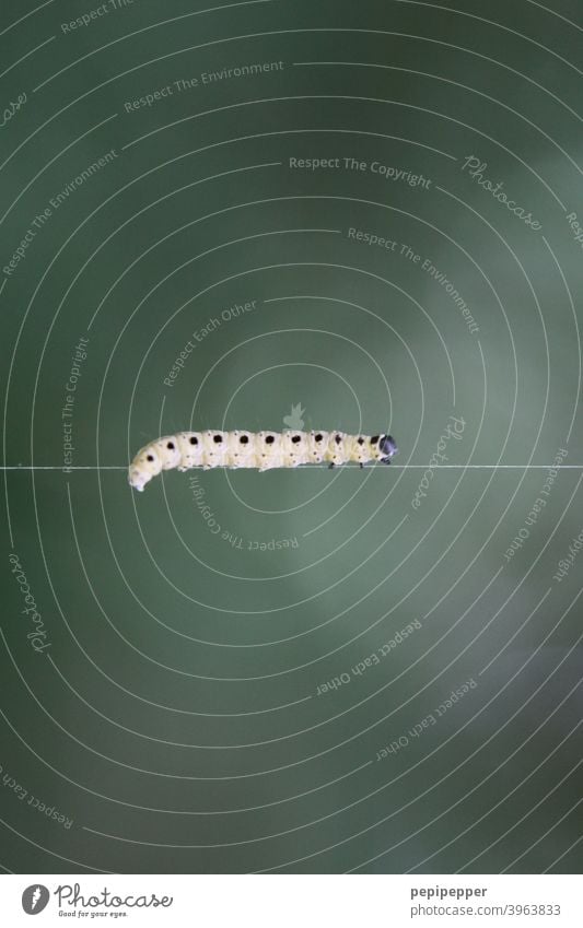 Caterpillar on a silken thread Green Animal Insect Butterfly Crawl Macro (Extreme close-up) Nature Exterior shot Larva balance balancing Close-up Colour photo