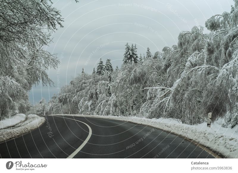 The trees along the road bend under the snow load Weather Snow Winter chill Day daylight Tree Landscape Nature Plant White Season Street snow-laden Bend