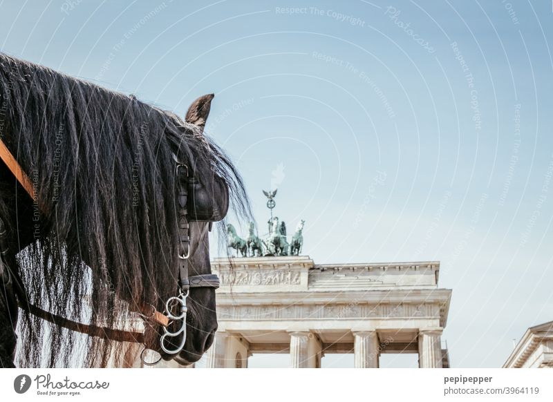 Brandenburg Gate with horse in foreground Berlin Architecture Capital city Quadriga Landmark Tourist Attraction Exterior shot Manmade structures Downtown