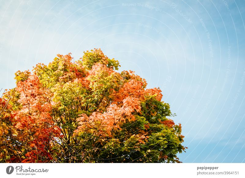 Autumn tree under beautiful blue sky Leaf Nature Tree Forest Exterior shot Colour photo Day Deserted Plant Environment Light Beautiful weather Multicoloured