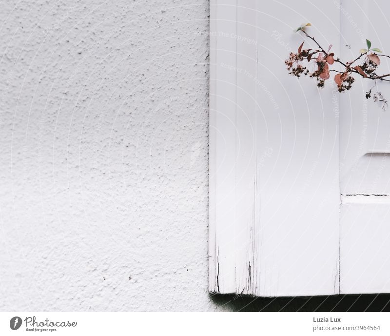 Winter view of a wooden shutter, white and old Shutter Wood White winter Autumnal Cold Winter mood Winter's day Town Twig foliage colored Freeze Facade Moody