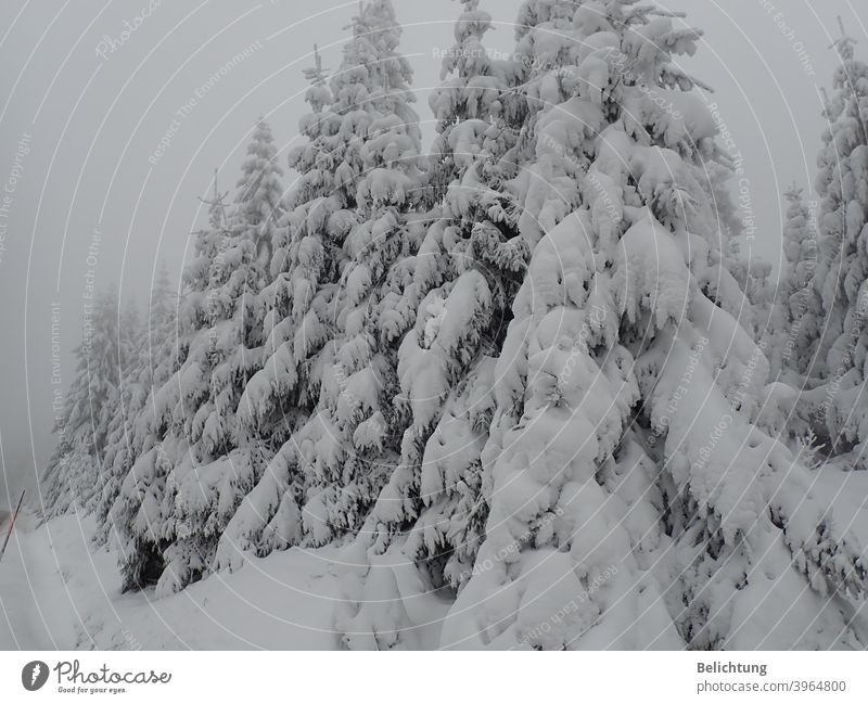 winter forest Winter sheep firs Forest Harz