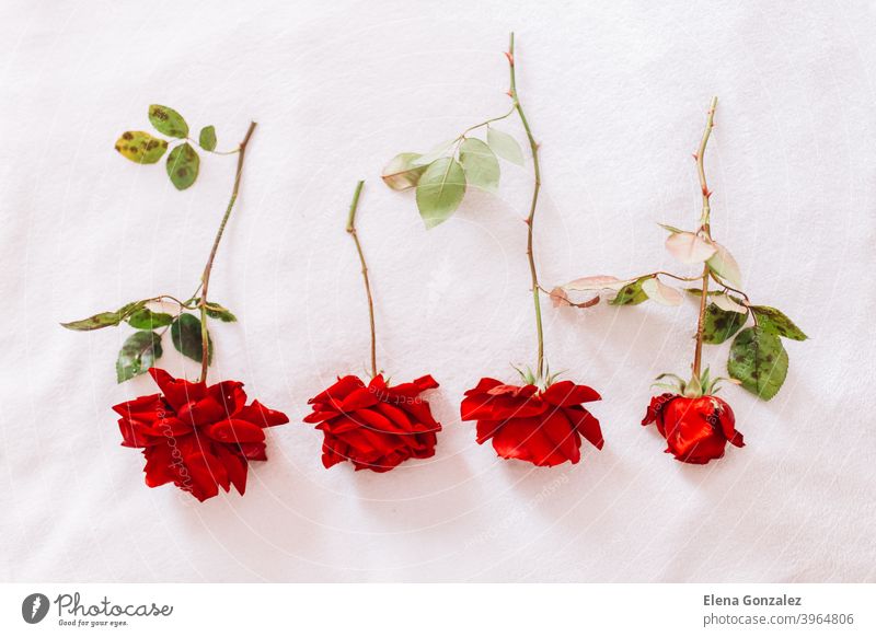 Red roses on a long stem with green leaves isolated on white snow background blooms greetings passion textures concepts horizontal colours invitation