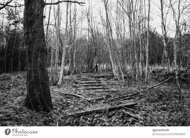 old boardwalk in the moor Bog Moor birch Lanes & trails off Decompose rotting rots Transience Exterior shot Landscape Deserted Forest Black & white photo