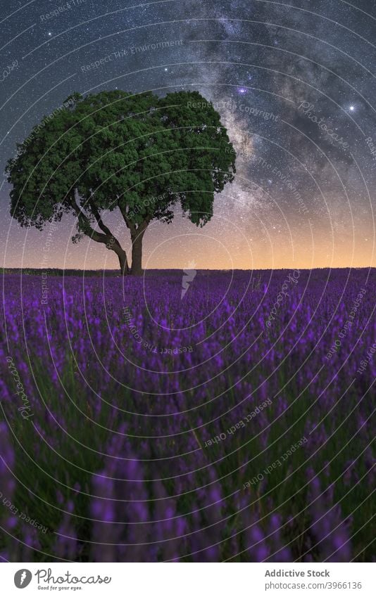 Milky Way over lavender field at night milky way starry sky landscape spectacular nature lonely tree purple flower scenic magnificent breathtaking amazing