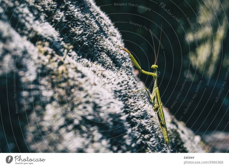 A green mantis on a rock mantodea praying mantis predator hunt alive length science eye life carnivore looking creature claw biology dangerous horror killer