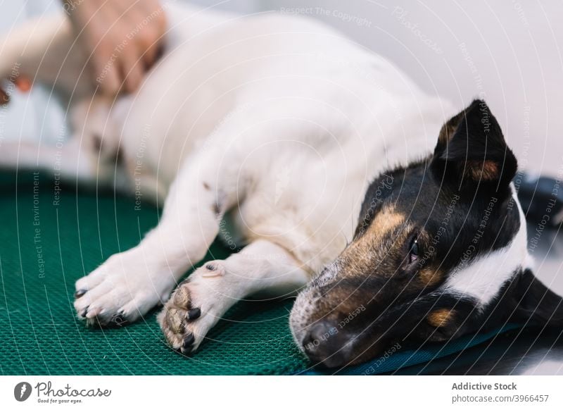 Cute fluffy dog on medical table in veterinary clinic anesthesia operation lying animal jack russell terrier pet canine puppy mammal adorable domestic muzzle