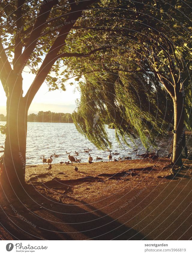 When the wind blows through the weeping willow on Maundy Thursday. Summer Summery Sunset Goose Exterior shot Colour photo Nature Sunlight Beautiful weather