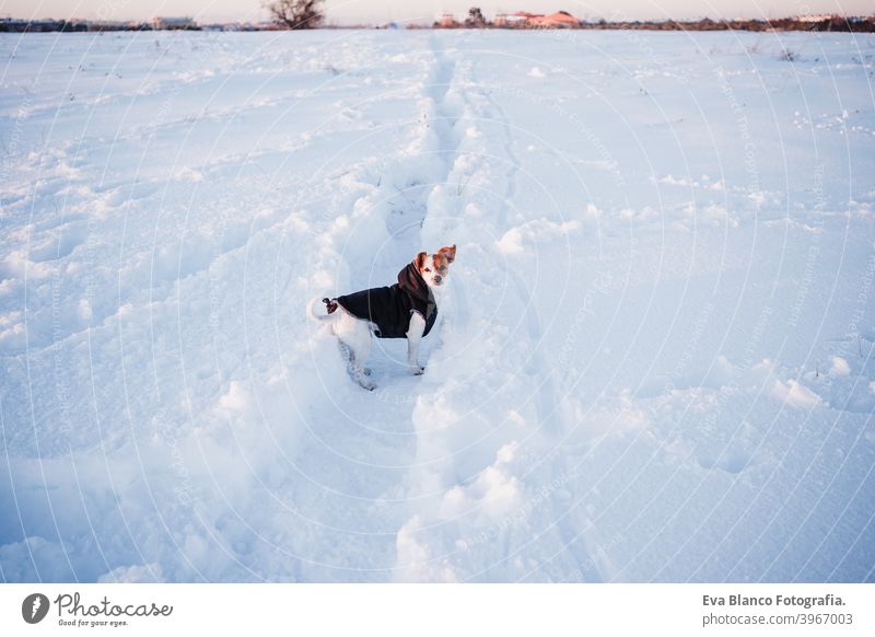 cute jack russell dog wearing coat standing in snowy mountain. Pets and sports in nature. winter season cold modern beautiful small young sunny flare travel