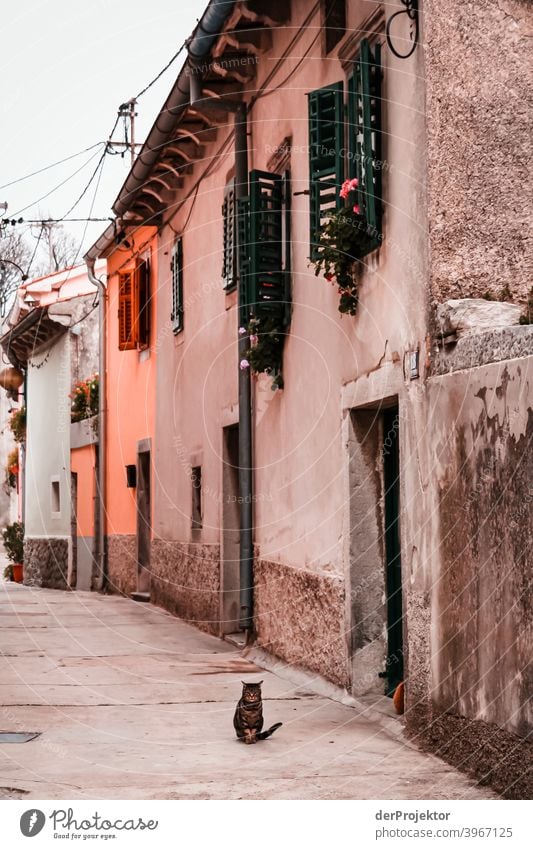 Cat in an alley of a village in Istria relaxation Esthetic coast Adriatic Sea Island Deep depth of field Colour photo Exterior shot Vacation destination