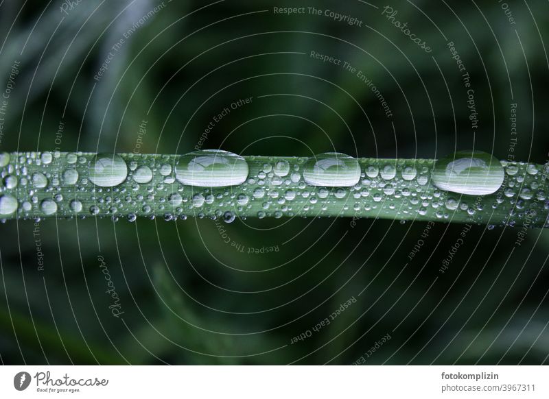 Dew and raindrops on a grass leaf dew drops Drops of water Love of nature Rain Wet Fresh Damp Parallel Rachis melancholy Side by side blurriness unit Mysterious