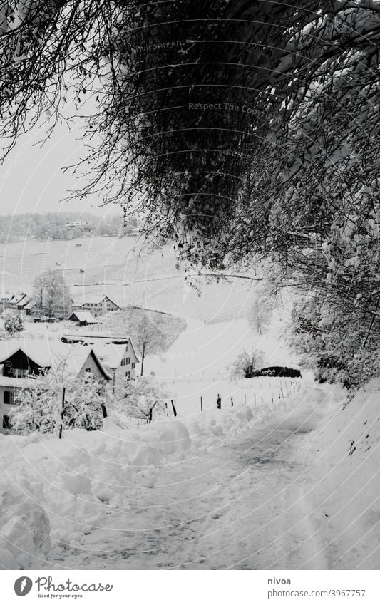 winter landscape Winter Snow Landscape Black & white photo Nature White Deserted Exterior shot Cold Tree Contrast Plant Copy Space top Weather Day Environment