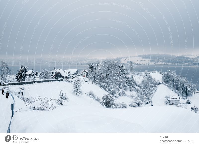 Vineyards in winter vines Winter snowed in Snowscape Landscape Subdued colour White Small winter weather Dreary idyllically overcast Switzerland chill