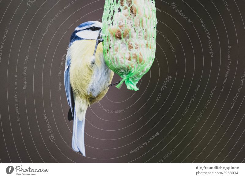 Blue Tit at Tit Dumpling Tit mouse tit Bird Flying Yellow Spring Branch Animal Exterior shot Nature Feather Garden Small Close-up Winter Beak Wild pretty