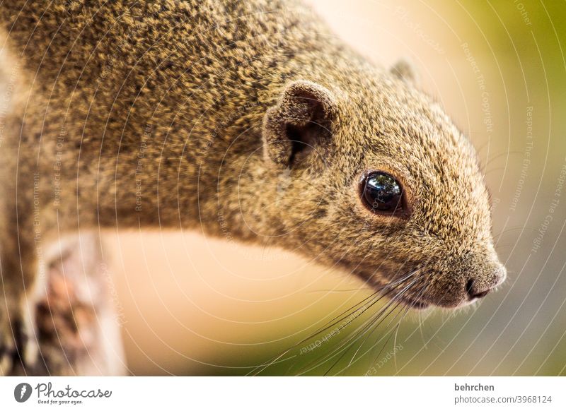 cute Rodent Animal portrait blurriness Sunlight Detail Close-up Exterior shot Colour photo Observe Small Malaya Cute Curiosity Brash Fantastic Exotic