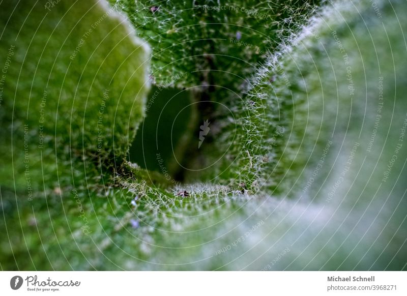 View into a rolled up sheet Leaf Green Convoluted Nature Macro (Extreme close-up) macro