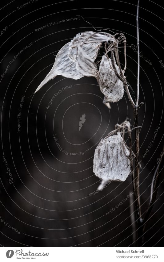 Dried leaves on thin plant stems Dry Shriveled Limp Nature Plant Shallow depth of field Transience End