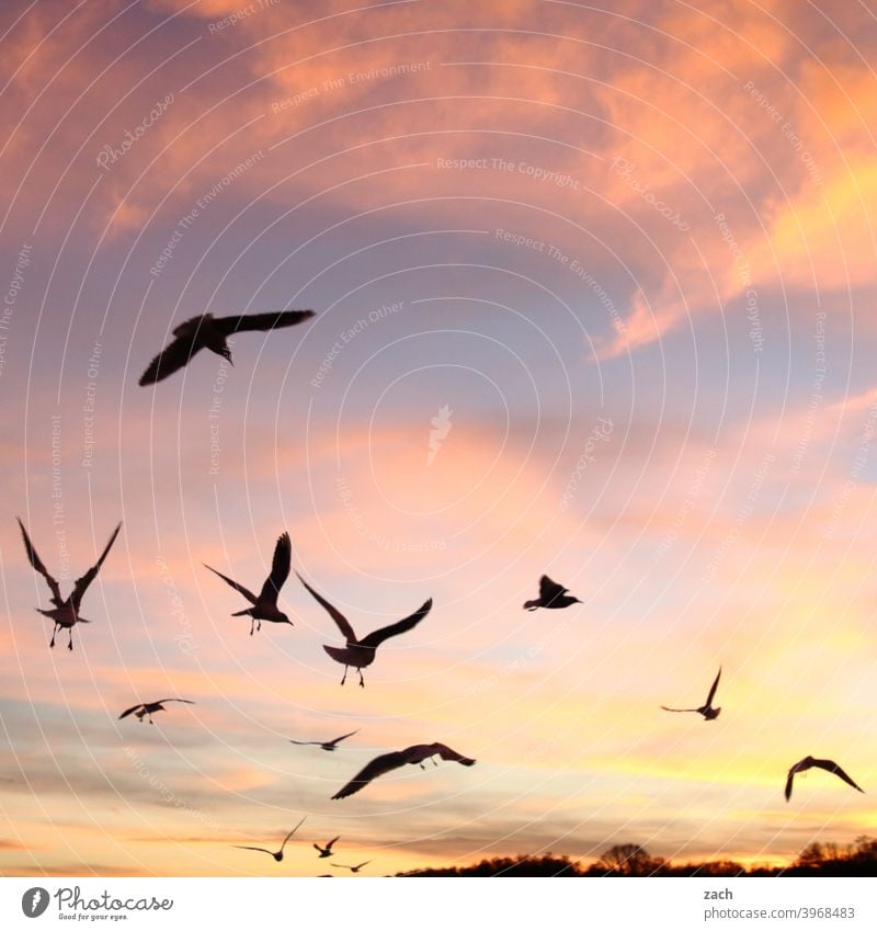 evening celebration II Bird birds Flock of birds Animal Flying Sunset Twilight Nature Sky Clouds Evening Dusk