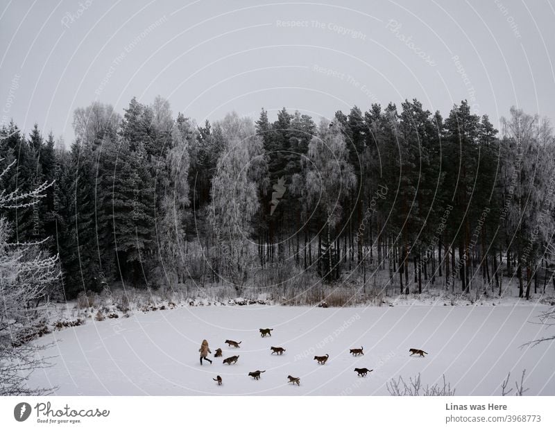 It’s a beautiful winter's tale where a girl is running on a frozen lake with her dogs. Even though it’s freezing outside she is having fun with the man’s best friends. It’s white and cold everywhere you look.