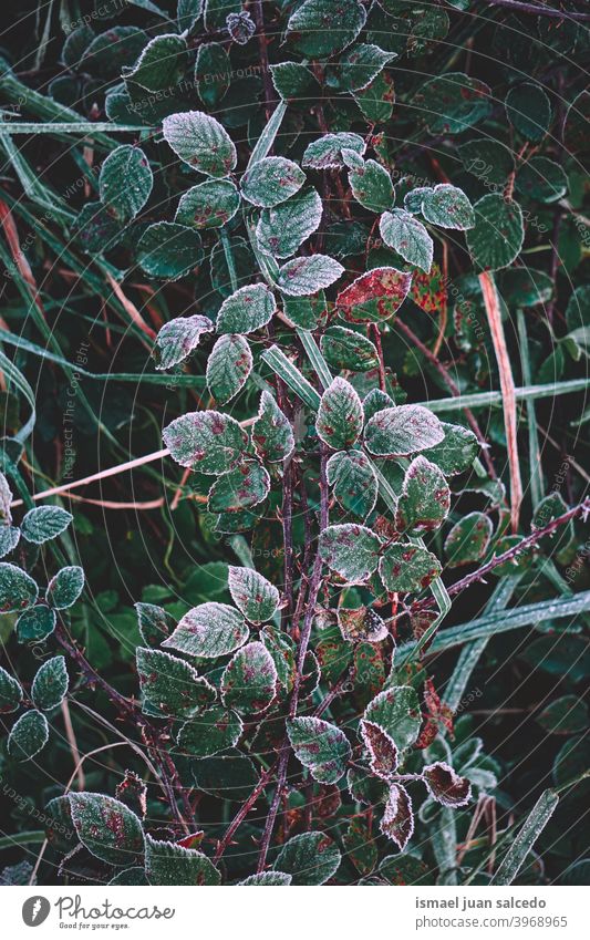 frozen green plant leaves in winter season, cold days grass leaf frost frosty ice nature natural foliage textured freshness outdoors background fragility