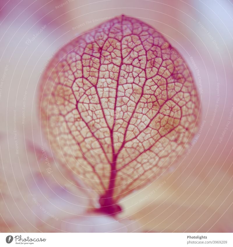 Pink veins of a petal Tree Rachis Nature Plant Green Leaf Colour photo Close-up Shallow depth of field Detail Macro (Extreme close-up) Environment