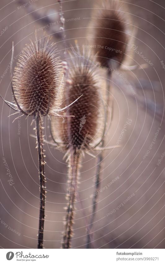 dried dried thistle (Dipsacus silvestris) Thistle Thistle blossom Dried flower parched Shriveled Thorny Dried up Dried flowers withered Dry arid Plant Withered