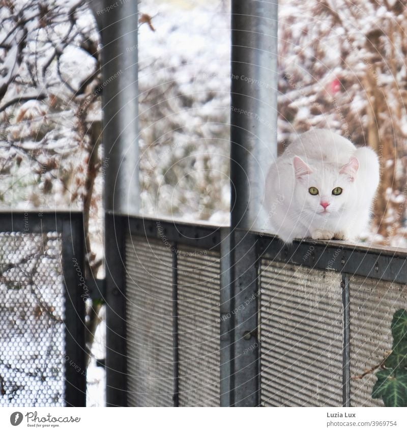 Big city cat, snow white with green eyes or leave me alone. She crouches on the parapet of a small balcony, behind it some winter leaves and snow. Cat large